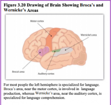 Chapter 11: Cognitive Development in Infancy & Toddlerhood – Human ...