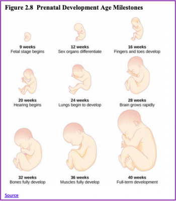 Chapter 9: Heredity, Prenatal Development, & Birth – Human Behavior and ...