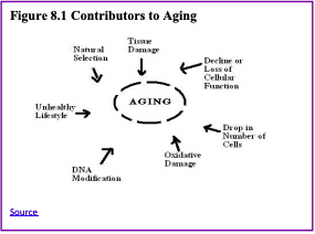 Chapter 25: Physical Development in Middle Adulthood – Human