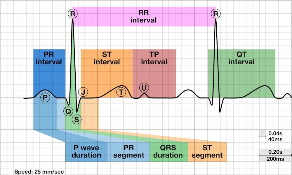 The various waves, intervals, and segments of the electrocardiogram.