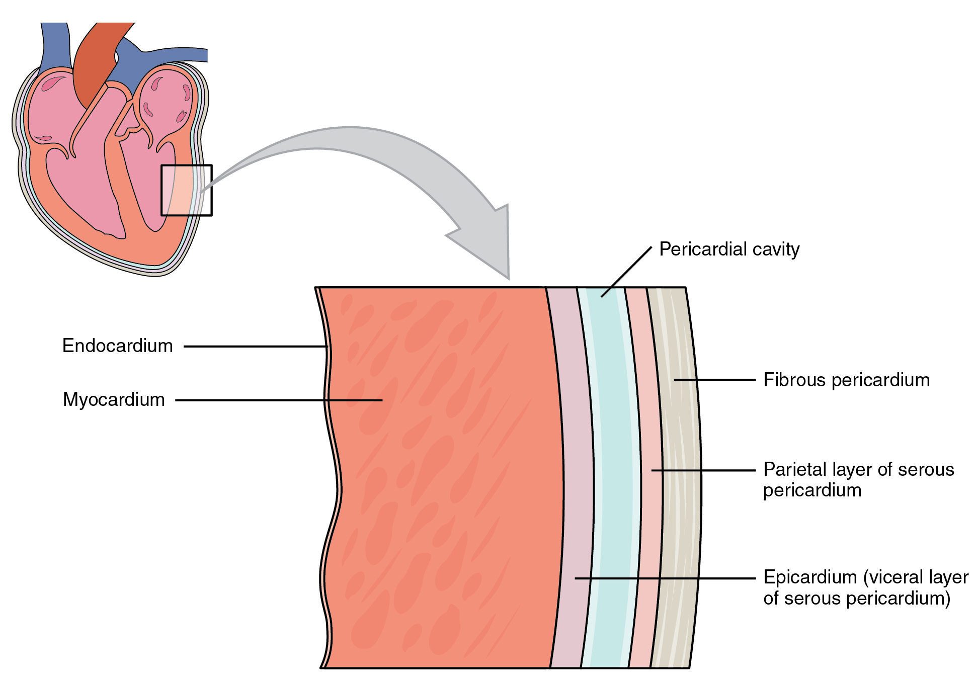 A diagram showing a cross-section of the heart wall layers, including the endocardium, myocardium, epicardium (visceral layer of serous pericardium), parietal layer of serous pericardium, fibrous pericardium, and the pericardial cavity.