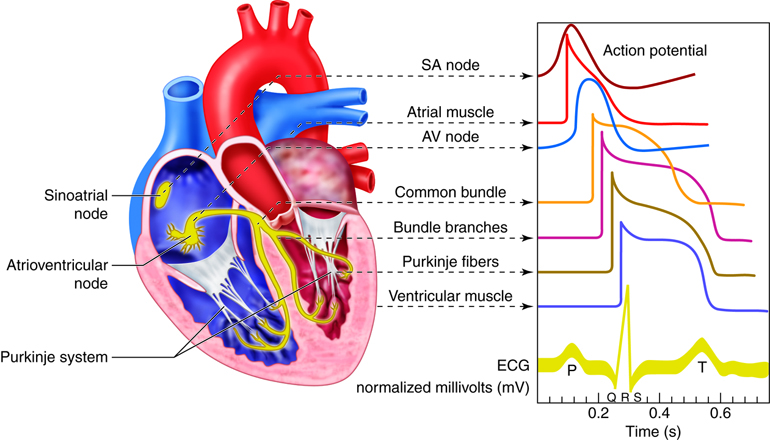 Diagram of the heart illustrating the electrical conduction system, including the sinoatrial node, atrioventricular node, Bundle of His, bundle branches, and Purkinje fibers. The diagram is accompanied by a graph showing the action potentials at various points in the heart's conduction pathway and their corresponding waves on the EKG.