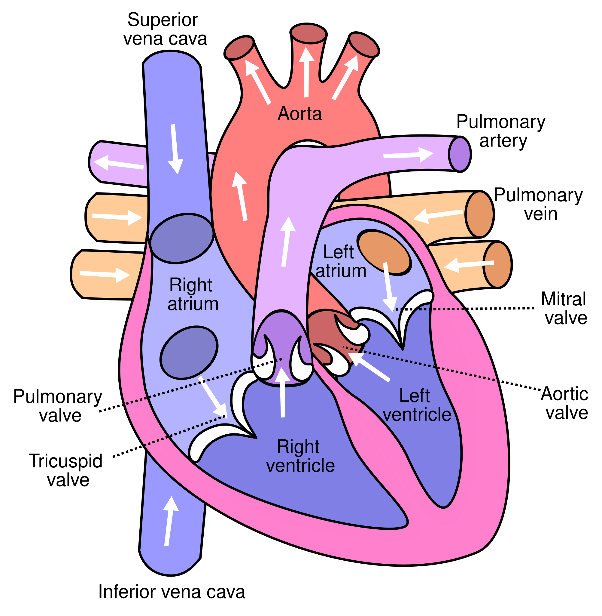 A labeled diagram of the human heart showing arrows to indicate the flow of deoxygenated blood from the body into the right atrium, through the right ventricle, to the lungs, and the return of oxygenated blood from the lungs into the left atrium, through the left ventricle, and out to into the systemic circulation of the body.