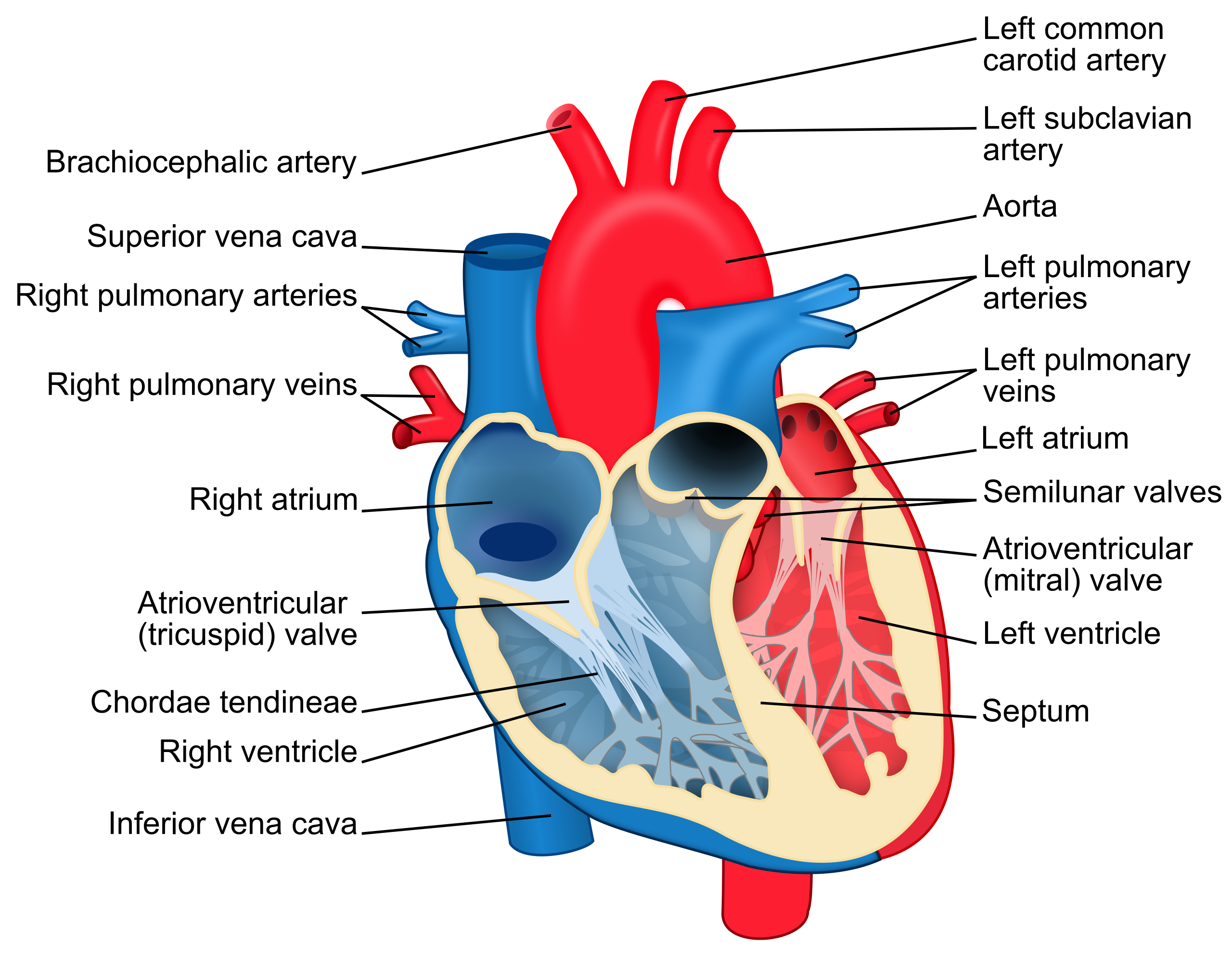 A labeled diagram of the human heart, showing the internal structures including the atria, ventricles, valves, and major blood vessels.